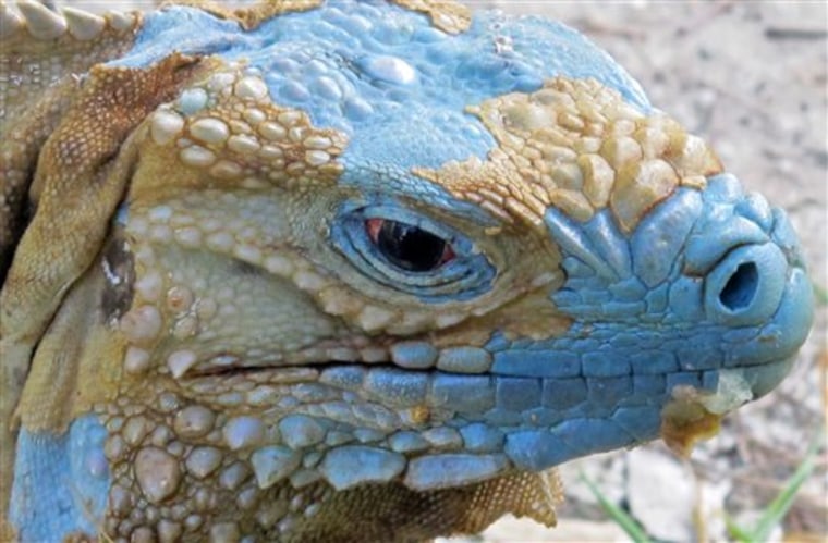 An adult Grand Cayman Blue Iguana nicknamed "Biter" is shown shedding its dead skin at the Queen Elizabeth II Botanic Park on the island of Grand Cayman on Aug. 3. 